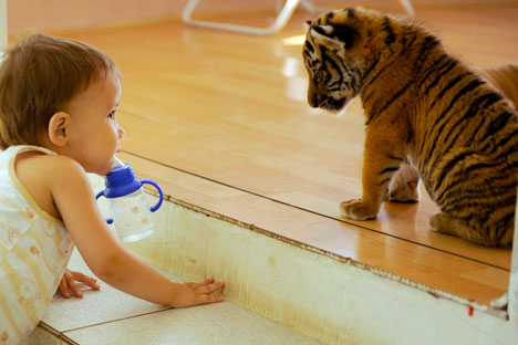 Russia has a population of about 400 tigers mostly in the Far East. Source: Mikhail Mordasov