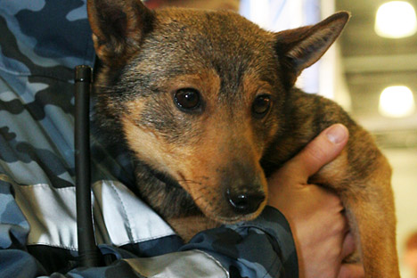 A group of unidentified “dog hunters” has killed dozens of dogs in several Moscow neighbourhoods over the last couple of months. Source: Photoxpress