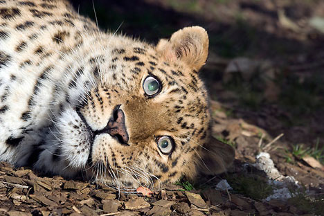 Amur leopard adoption launched. Source: Robert Taylor