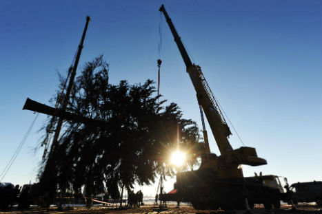 Workers prepare to load on trailer the Kremlin New Year Tree. Source: AFP/East News