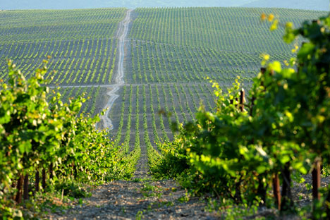 In 2012, a Russian Wine Guide was published for the first time, describing 55 wines from 13 Russian wineries, including other Krasnodar region wineries such as Fangoria, Lefkadia and Chateau du Talus. Source: Press Photo