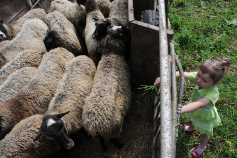 The town of Tutaev is seen as an idyllic place where sheep are roaming . Source: PhotoXPress