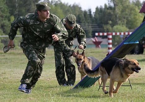 Service dogs play a significant role in detecting landmines and explosive devices. Source: Ministry of Defence of the Russian Federation / mil.ru