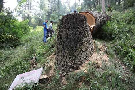 The centuries-old deodar tree that was chopped down in the Roerich Naggar estate. Source: Alexander Tomas