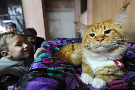 The cat, which did not have a pedigree, was valued at only 1,000 rubles ($30). Source: AFP / East News