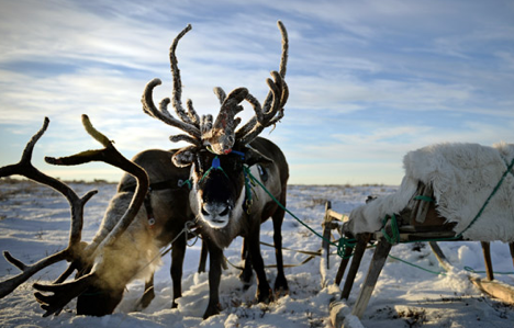 To survive in tundra, you have to earn to distinguish between reindeer. Source: Ramil Sitdikov / Rian