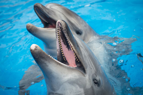 Dolphins in the dolphinarium in Sevastopol. Source: RIA Novosti