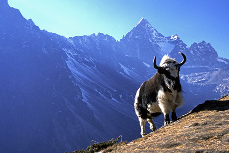 Yaks are capable of transporting heavy loads and are very docile and easy to manage. Source: Alamy / Legion Media