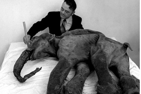 A scientist measures the fully-preserved carcass of a mammoth found by miners in permafrost near the Kirkish river in the Susumansky district of the Magadan Region, 1977. Source: ITAR-TASS