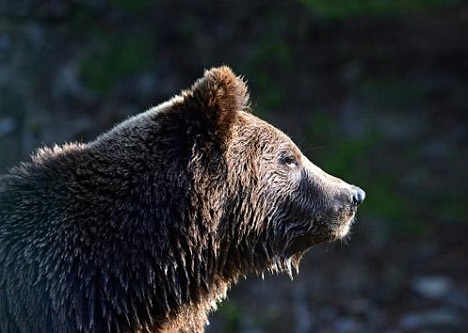 A bear in Krasnoyarsk Pillars national Reserve, Siberia. Source: Lori Images / Legion Media