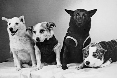 Dogs-cosmonauts, L-R: Strelka, Chernushka, Zvyozdochka and Belka, 1961. Photo TASS / V. Zhikharenko