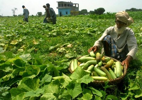 Indian cucumbers will witness an increased demand in Russia. Source: AP
