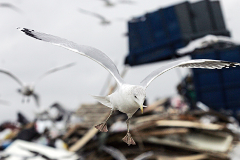 A household waste disposal site on Volkhonskoye Highway, Leningrad Region. Source: TASS