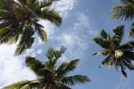 Chekhov and Roerich loved the tranquility of Sri Lanka. Source: Ajay Kamalakaran