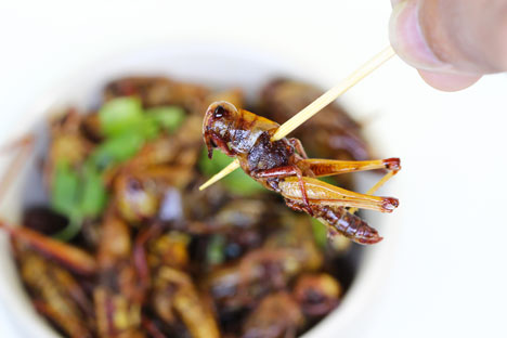 With about 75 percent of their dry weight composed of protein, locusts are much more nutritious than meat or fish. Source: Shutterstock / Legion-Media