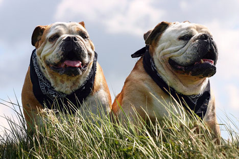 The fitness tracker will help to tackle obesity, one of the most widely spread health conditions among pets. Source: Shutterstock