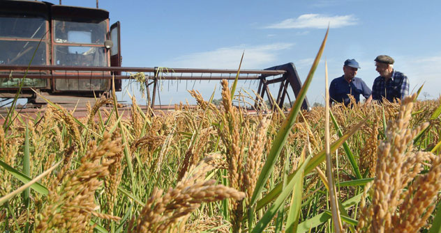 Secondo la Southern Rice Union, la Russia ha importato 81.900 tonnellate di riso nel periodo gennaio-agosto 2012, con un calo del 23,4 per cento anno su anno, mentre le esportazioni sono aumentate del 58,7 per cento nello stesso periodo, raggiungendo