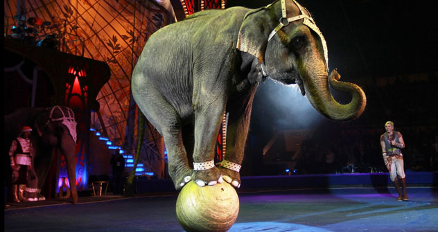 Il nuovissimo "Bolshoj Circus", nei pressi dell'Università Statale di Mosca, attrae molto pubblico con il suo mix di esibizioni di animali ed esercizi di abilità umana (Foto: Itar-Tass)
