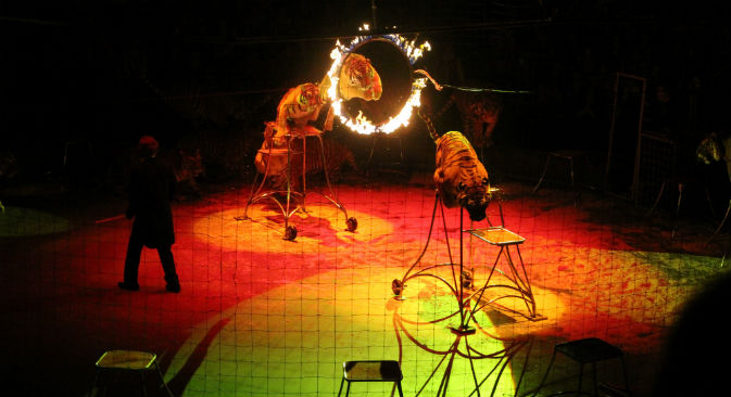 Il numero delle tigri è il più popolare del circo russo (Foto: Ufficio Stampa)