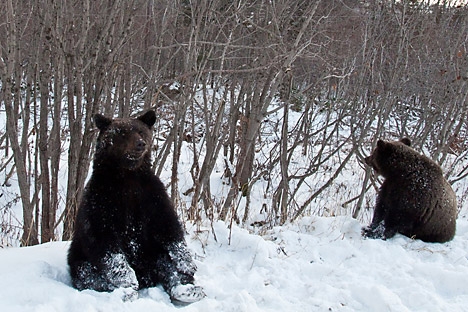 Per via dell'anomalo caldo gli orsi non sono andati in letargo come al solito a inizio inverno (Foto: Dmitri Tretyakov / RIA Novosti)
