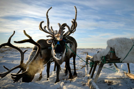 Durante l’inverno le temperature nella Tundra possono raggiungere anche i cinquanta gradi sotto zero (Foto: Ramil Sitdikov / Ria Novosti)