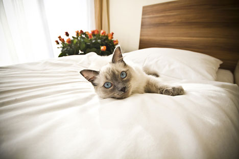 Pensione per gatti (Foto: Shutterstock / Legion-Media)