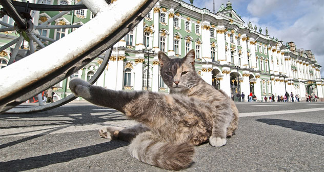 エルミタージュ美術館の猫軍団 - ロシア・ビヨンド