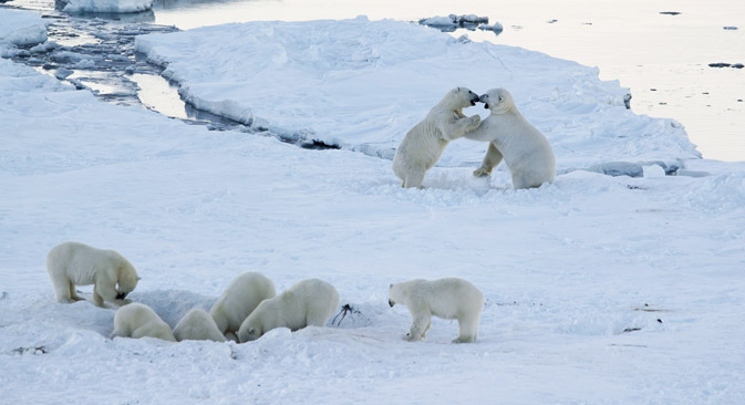 チュクチ自治管区のルィルカイピイ村周辺に、40頭以上の白クマが集まり、村民を困らせている＝ミハイル・デミノフ撮影 / WWF