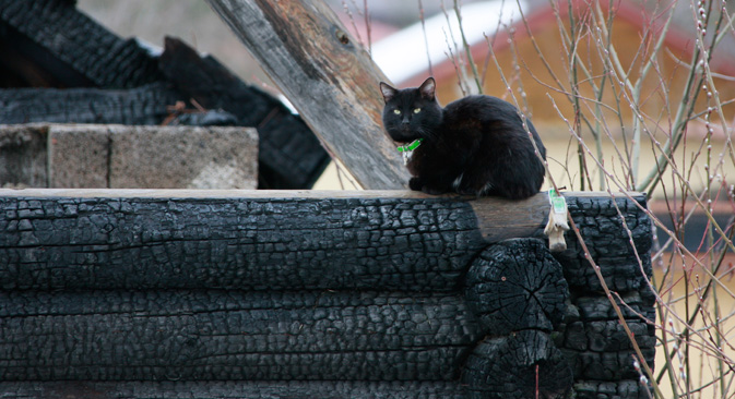 欧米諸国でも黒猫は不吉な動物とされる＝アントン・デニソフ撮影 / ロシア通信