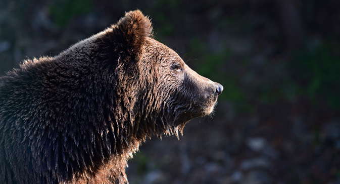 불곰은 오래전부터 러시아의 상징으로 여겨져왔다. 불곰의 거대한 몸집과 힘때문이다. 그러나 야생의 불곰은 잔인하기도 하다. (사진제공=로리/레기언 메디아)