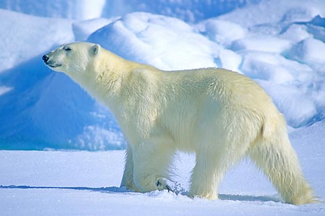 Во Русија денес постојат три популации бели мечки, кои условно можат да се наречат: карска, лаптевска и чукотска. Извор: Alamy / Legion Media.