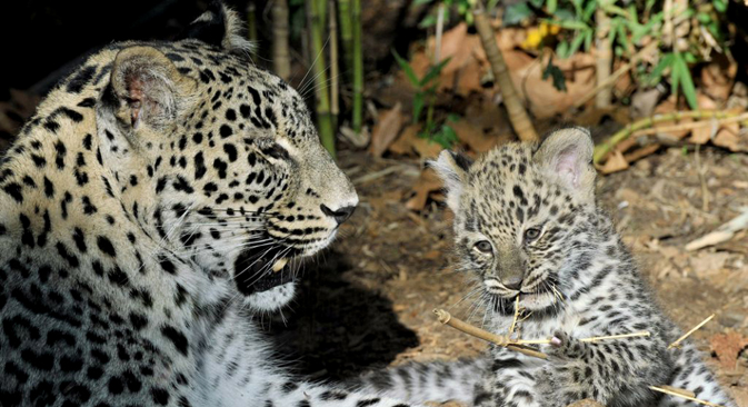 Потомството на леопардите што сега живеат во резерватите во Сочинскиот национален пар, ќе бидат пуштани во дивата природа. Извор: AP.