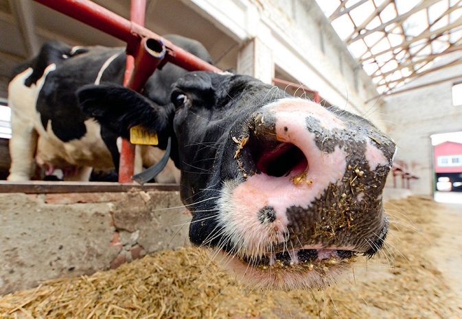 Една од најголемите руски фабрики за млечни производи