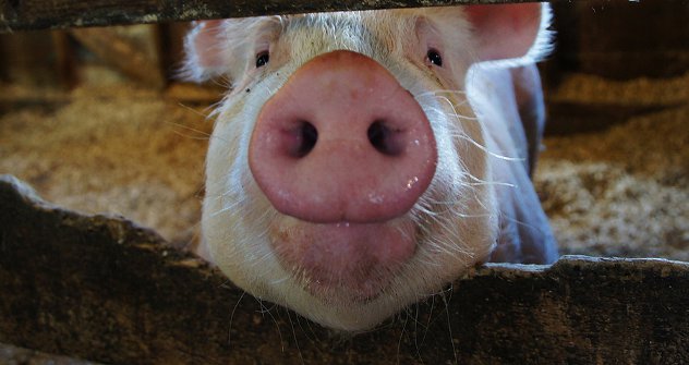 Све животиње из САД чије се месо извозило у Русију одгајене су помоћу ректопамина. На фотографији: свиња из америчке државе Ајова. Извор: babasteve/Flickr.