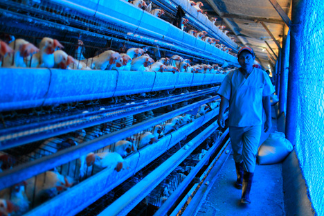 Rosselkhoznadzor melarang impor unggas hidup dan telur dari beberapa negara Uni Eropa.