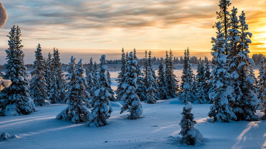 Зимний лес на закате в окрестностях Нарьян-Мара