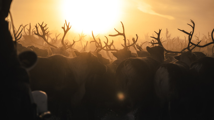 Перегнать оленей в Ненецком автономном округе