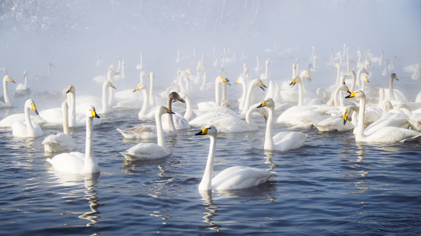 Обернуться Царевной-лебедью