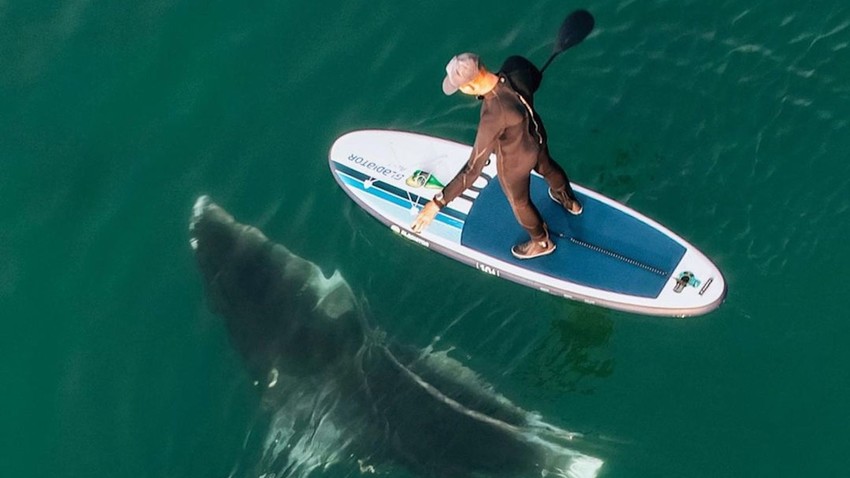 Погладить кита