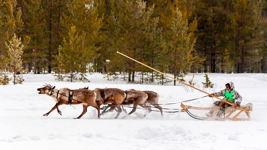 Reindeer races at the traditional festival of reindeer herders, fishermen and indigenous peoples of Siberia