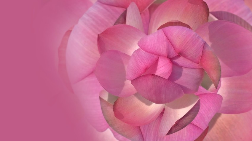 Увидеть цветение лотоса