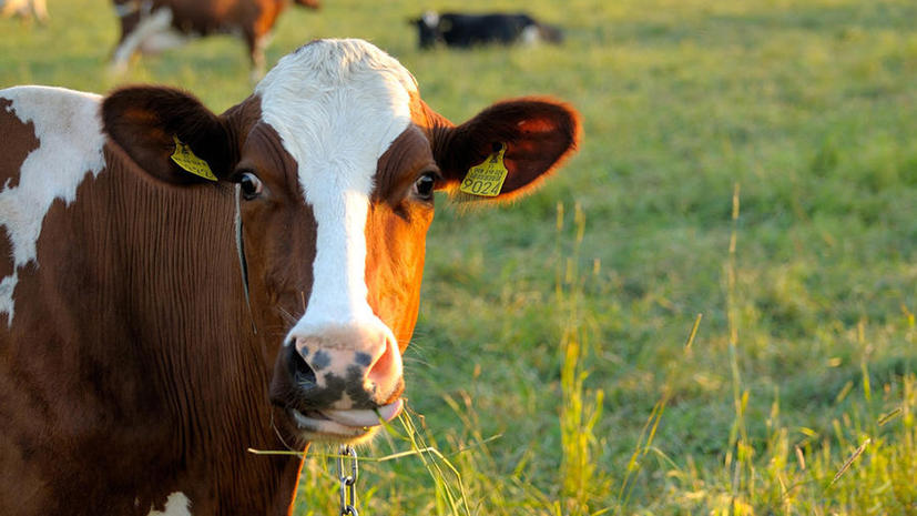 Министерство обороны Великобритании запретит пасти коров рядом с базами, которые использует АНБ