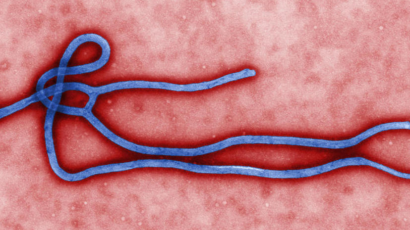 ​ВОЗ: реальное число жертв лихорадки Эбола сильно преуменьшено