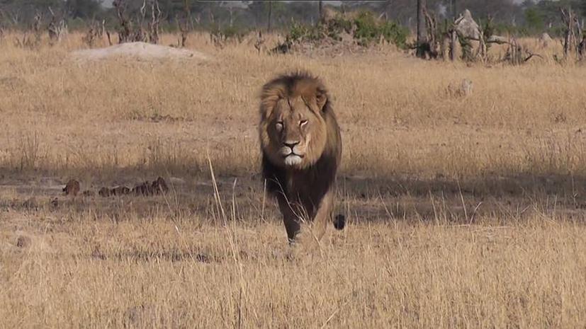 В Зимбабве разыскивают иностранца, убившего самого известного льва Африки