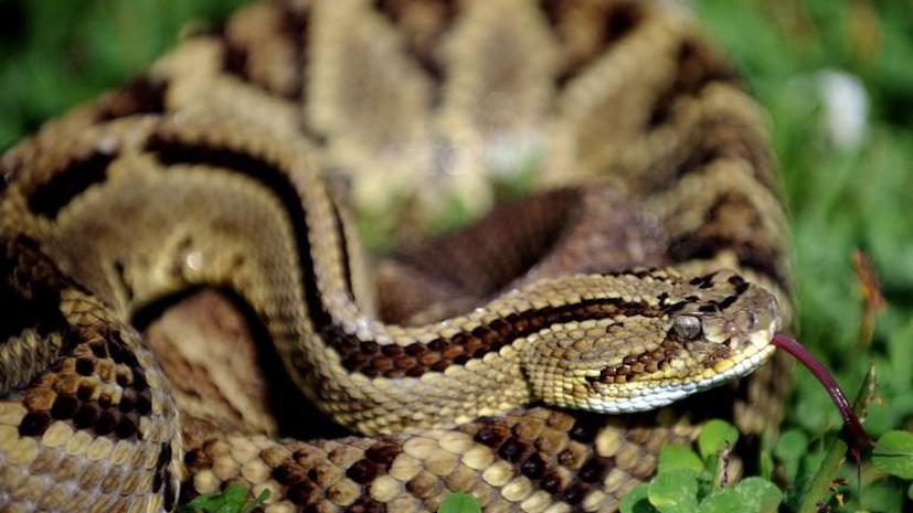 Десятки ядовитых змей ускользнули из серпентария в Аргентине