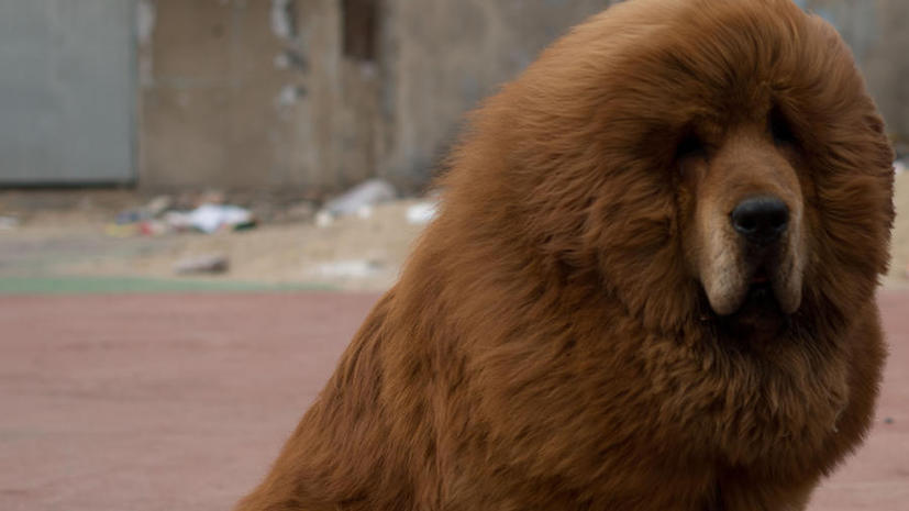 В китайском зоопарке льва подменили собакой