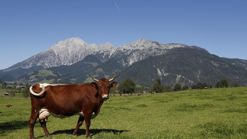 Ограничительные меры России уже обошлись австрийским фермерам в €4,5 млн