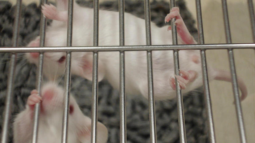Учёные импортировали в мозг мыши искусственные воспоминания