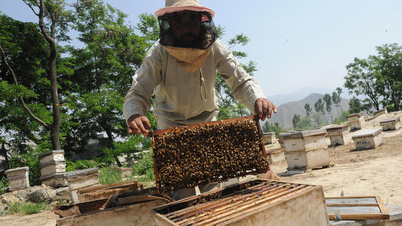 Эксперты: В США массово умирают медоносные пчёлы