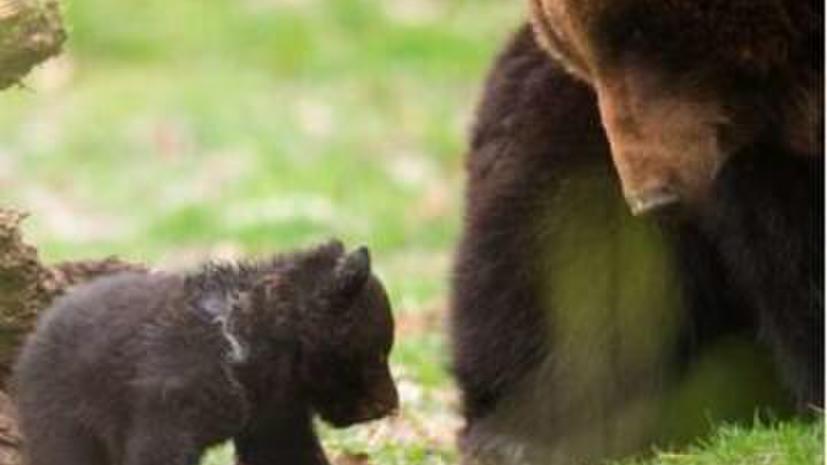 В швейцарском зоопарке убили здорового медвежонка, чтобы научить детей законам природы